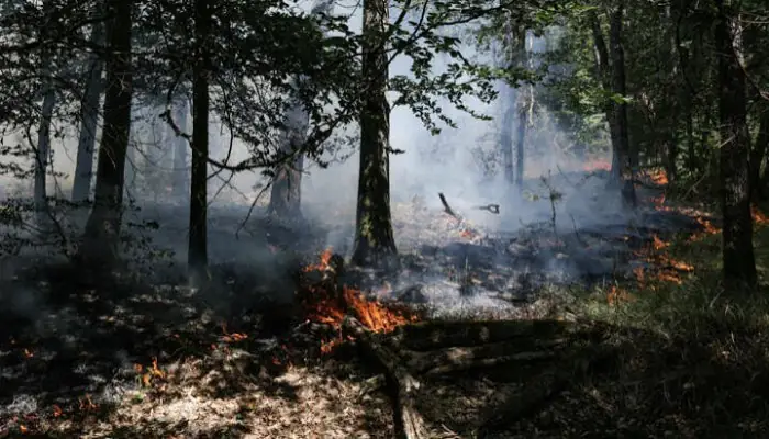 Incendies A Fontainebleau